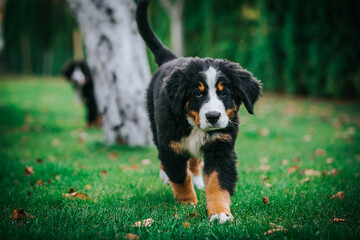 Bernese mountain dog puppy in green background.	
