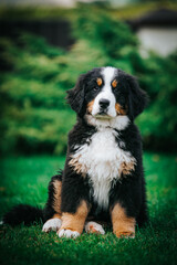 Bernese mountain dog puppy in green background.	
