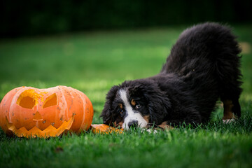 Bernese mountain dog puppies posing with halloween pumpkin	
