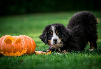 Bernese mountain dog puppies posing with halloween pumpkin