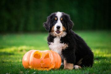 Bernese mountain dog puppies posing with halloween pumpkin
