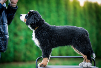 Bernese mountain dog puppy in green background.	
