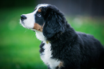 Bernese mountain dog puppy in green background.	
