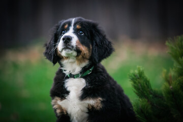Fototapeta premium Bernese mountain dog puppy in green background. 