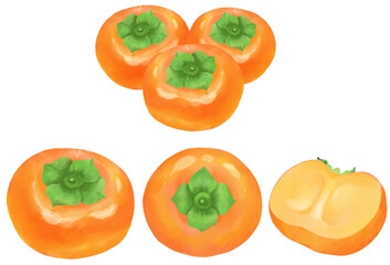 水彩で表現した柿のイラストセット／Persimmon illustration set expressed in watercolor