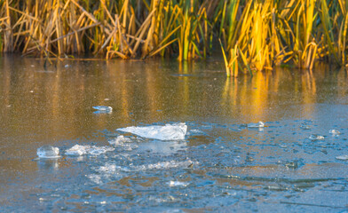 Fototapeta premium Reed along the edge of a frozen lake under a blue sky in sunlight at sunrise in winter, Almere, Flevoland, The Netherlands, December, 2022
