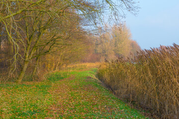 Obraz premium Trees along the edge of a frozen lake under a blue sky in sunlight at sunrise in winter, Almere, Flevoland, The Netherlands, December, 2022