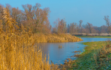 Reed along the edge of a frozen lake under a blue sky in sunlight at sunrise in winter, Almere, Flevoland, The Netherlands, December, 2022
