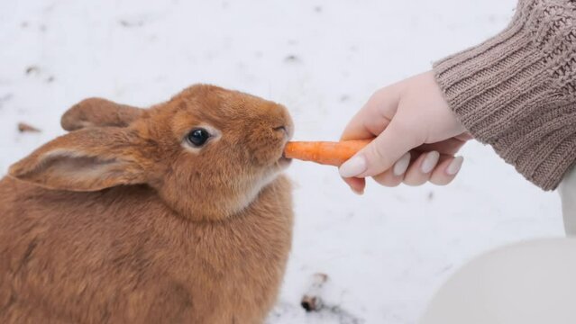 Lovely rabbit fluffy baby eating carrot. Symbol of 2023