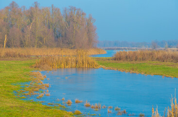 Reed along the edge of a frozen lake under a blue sky in sunlight at sunrise in winter, Almere, Flevoland, The Netherlands, December, 2022