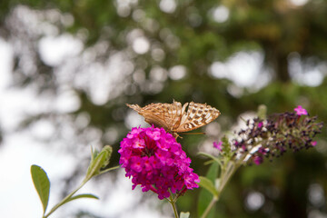 Silver-washed fritillary butterfly on buddleja davidii (summer lilac) flowers	
