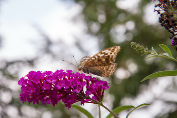 Silver-washed fritillary butterfly on buddleja davidii (summer lilac) flowers	
