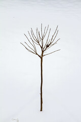 Winter landscape - single tree in a snow covered area