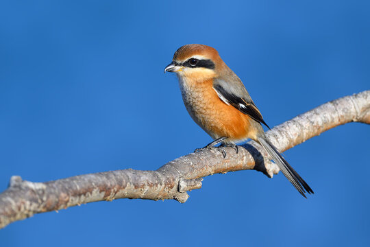 木に止まる鳥」の写真素材 | 28,411件の無料イラスト画像 木に止まる鳥」の写真素材 | 28,411件の無料イラスト画像