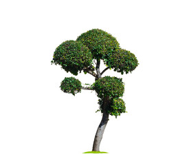 Decorative green dwarf tree on transparent background for topiary garden design
