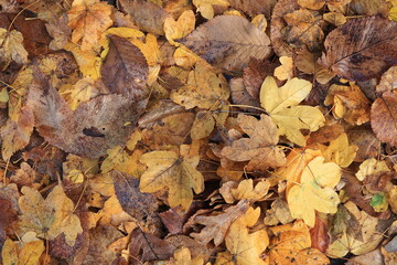 Yellow and Brown Dried Autumnal Leaves on the Ground