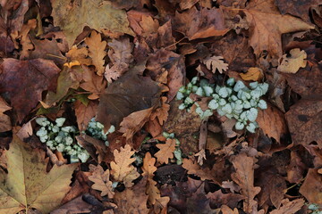 Brown Dried Autumnal Leaves Mixed with Fresh Green Plants
