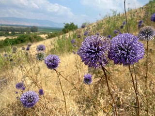 field with flowers