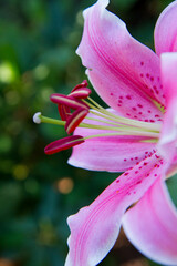 Pink lily (Lilium) flower blooming in close up