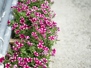 道端のペチュニア