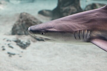Naklejka premium Gray shark (Carcharhinus amblyrhynchos) in an aquarium swimming near other fish