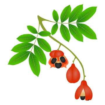Branch with fruits and ackee leaves on a white background.