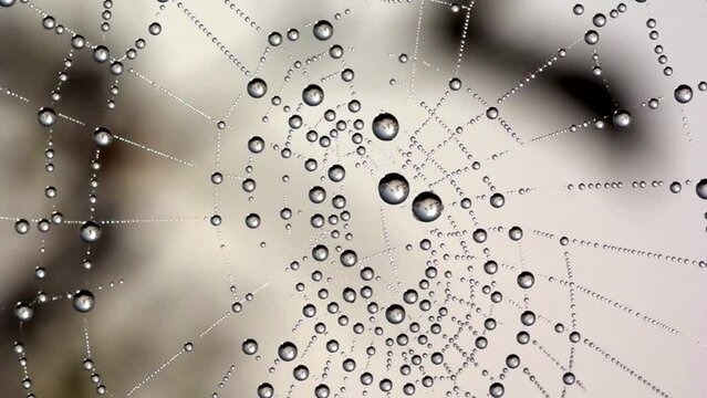 Morning dew on spider net in slow motion