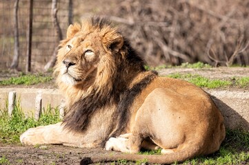 Asiatic lion in captivity lying in its enclosure sunbathing