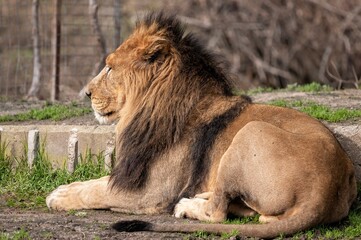 Asiatic lion in captivity lying in its enclosure sunbathing