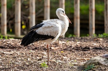 White Stork, (Ciconia ciconia) in close-up standing on one leg