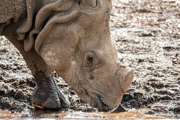 Fototapeta premium Close up of a White rhinoceros (Ceratotherium simum) while drinking water from a pond