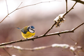 a bird on a branch in winter