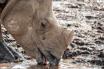 Obraz premium Close up of a White rhinoceros (Ceratotherium simum) while drinking water from a pond