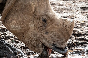 Obraz premium Close up of a White rhinoceros (Ceratotherium simum) while drinking water from a pond