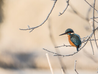 Eisvogel / Kingfisher