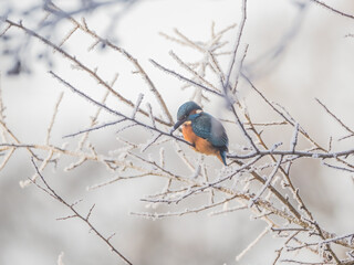 Eisvogel / Kingfisher