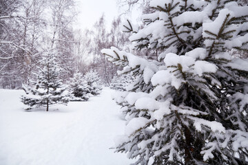 Beautiful winter landscape. Fir trees in the snow, natural background. There are snowdrifts around.
