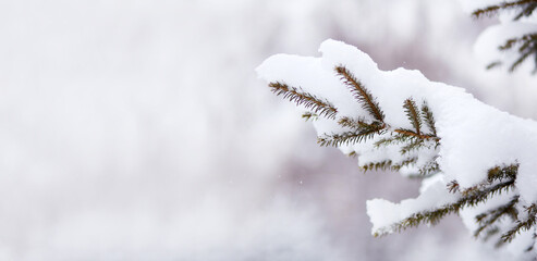 Spruce in the snow, natural background. Winter landscape. Banner. Copy space