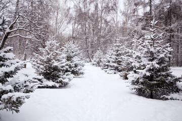  Spruce and other trees in the snow, natural background. Winter landscape. There are snowdrifts around.
