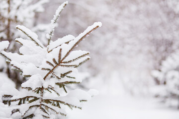 Winter forest. Snow on fir trees, snowdrifts on a frosty day. Beautiful snow background. 