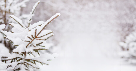 Winter landscape. Spruce in the snow. Natural background. Banner. Copy space