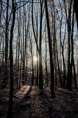 Naklejka premium forest trees with ice, wintertime in Germany, Christmas, Dezember