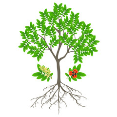 Obraz premium Ackee tree with fruits and flowers on a white background.