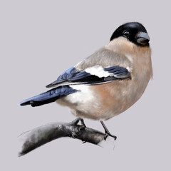 Illustration of a female bullfinch sitting on a branch