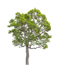 Obraz premium The tree on a isolated white background,clipping paths