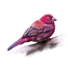 The red-billed fire finch or Senegalese fire finch, Lagonosticta senegala, is a red African bird from greenbush, family Estrildidae. Wild bird, from Ethiopia. Sitting on a branch. Illustration