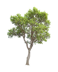 Fototapeta na wymiar The tree on a isolated white background,clipping paths
