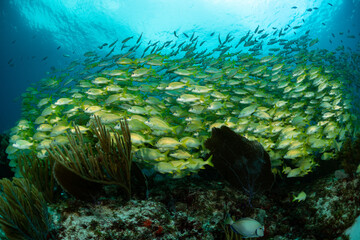 school of yellow grunt in Mexico