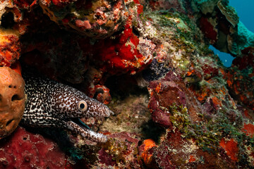 spotted moray in Mexico Gulf