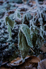 Frozen leaves hanging on a tree in mid-winter December in Germany